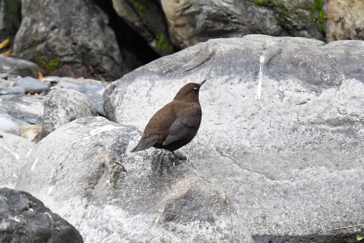 אמודאי אסייתי - ML644045519