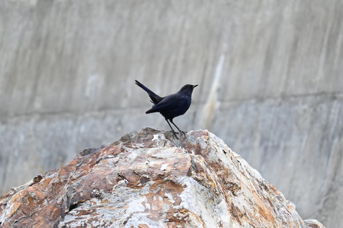 Taiwan Whistling-Thrush - ML644045534