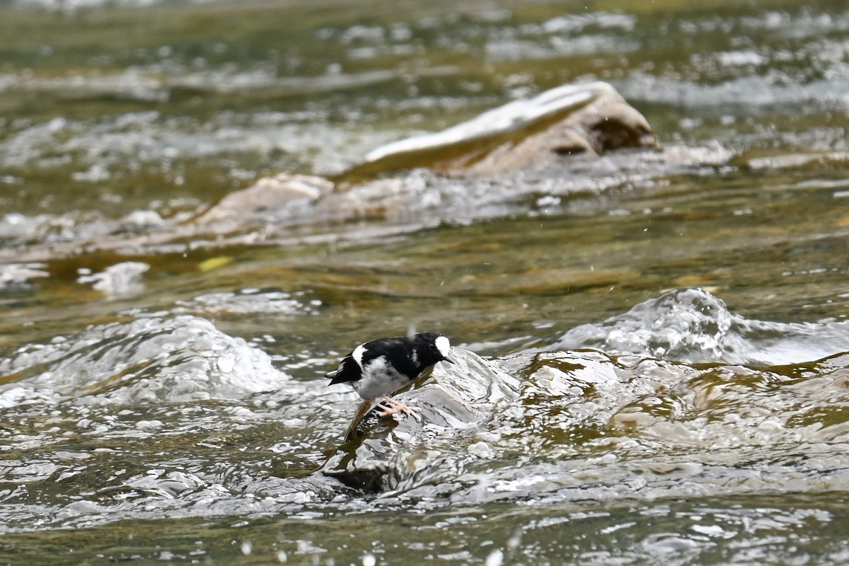 Little Forktail - ML644045546