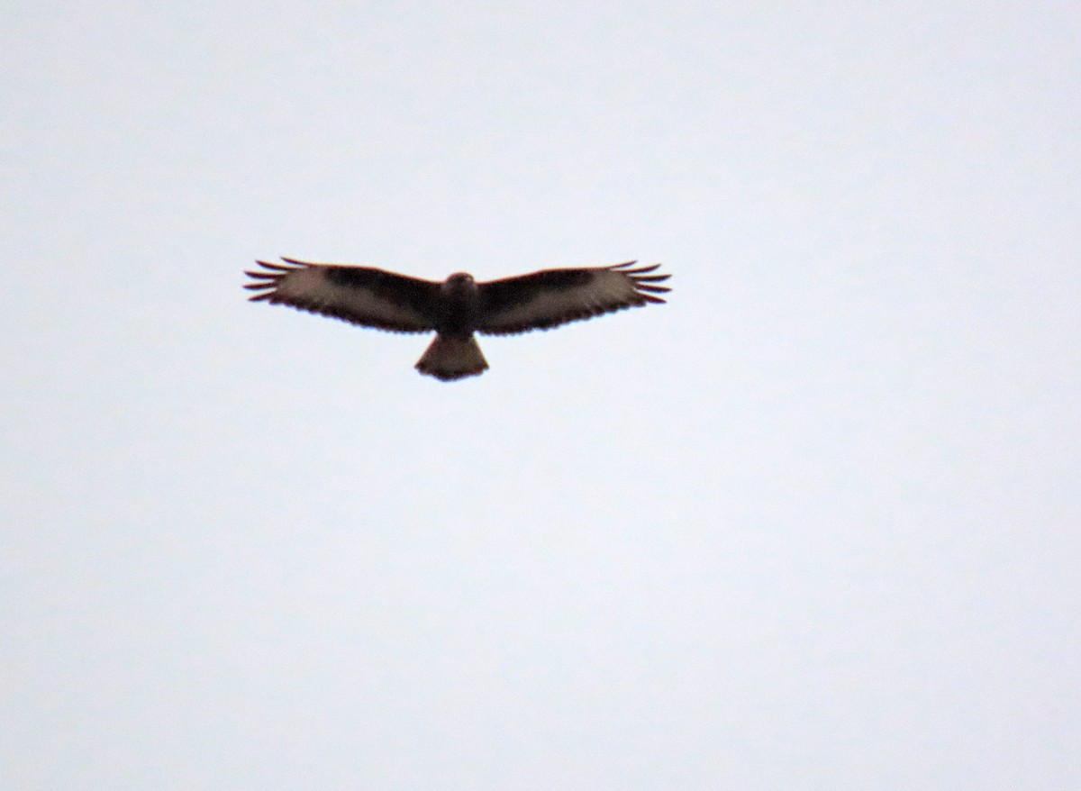 Common Buzzard - ML644045549