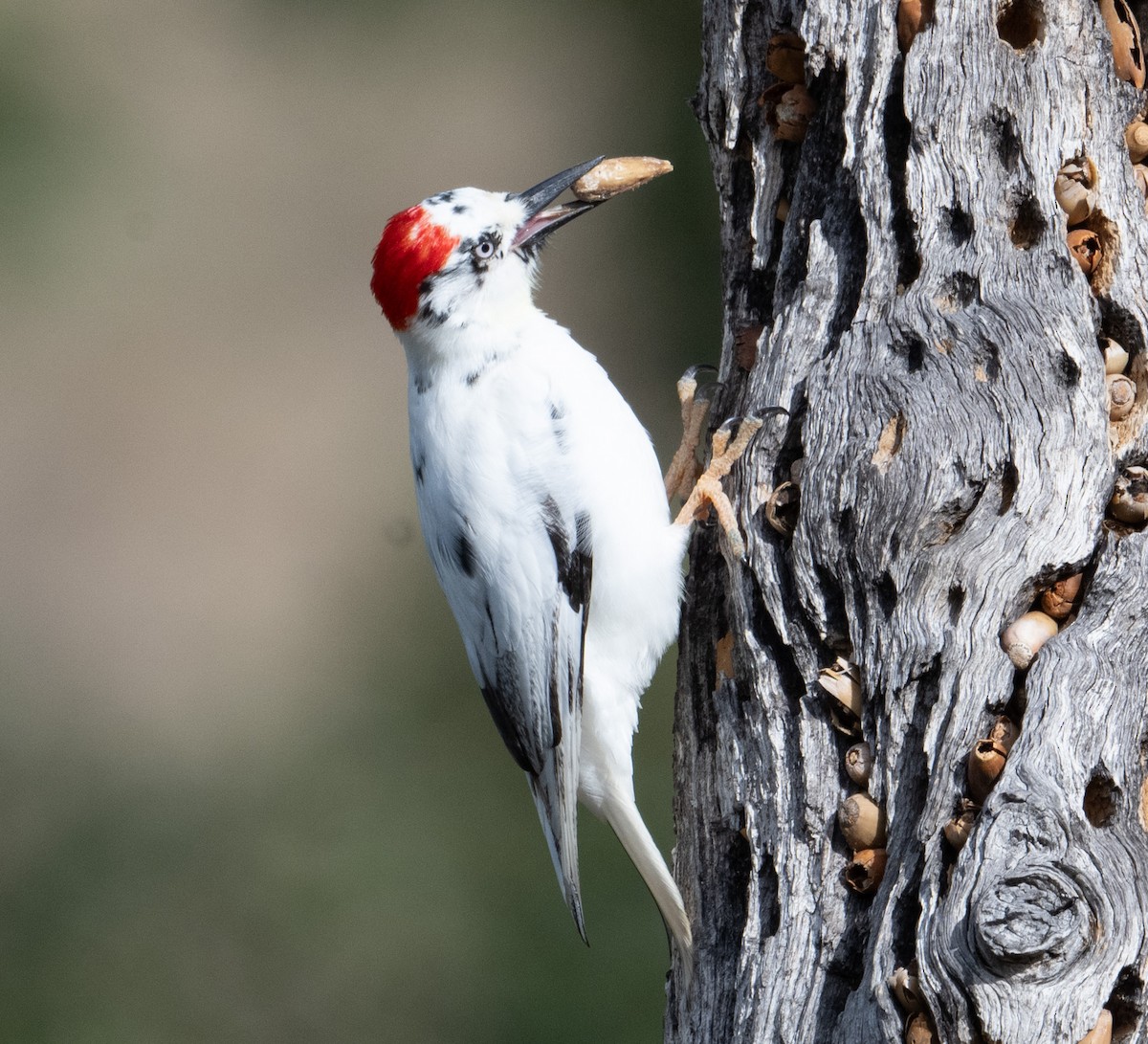 Acorn Woodpecker - ML644045559
