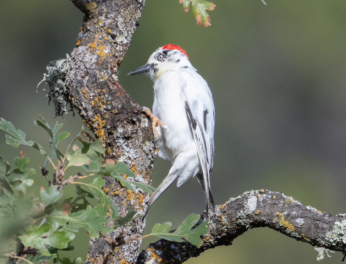 Acorn Woodpecker - ML644045560