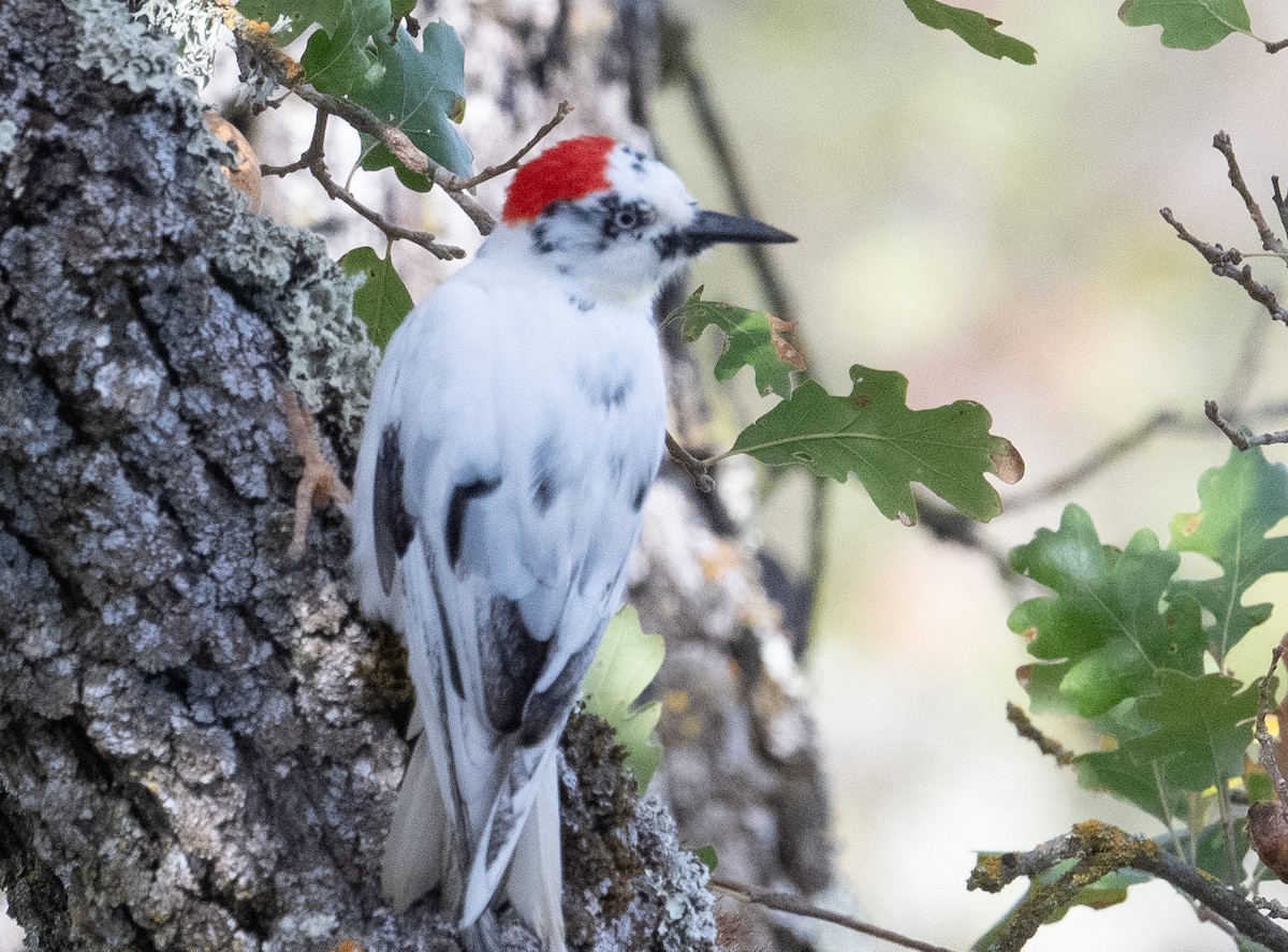 Acorn Woodpecker - ML644045561