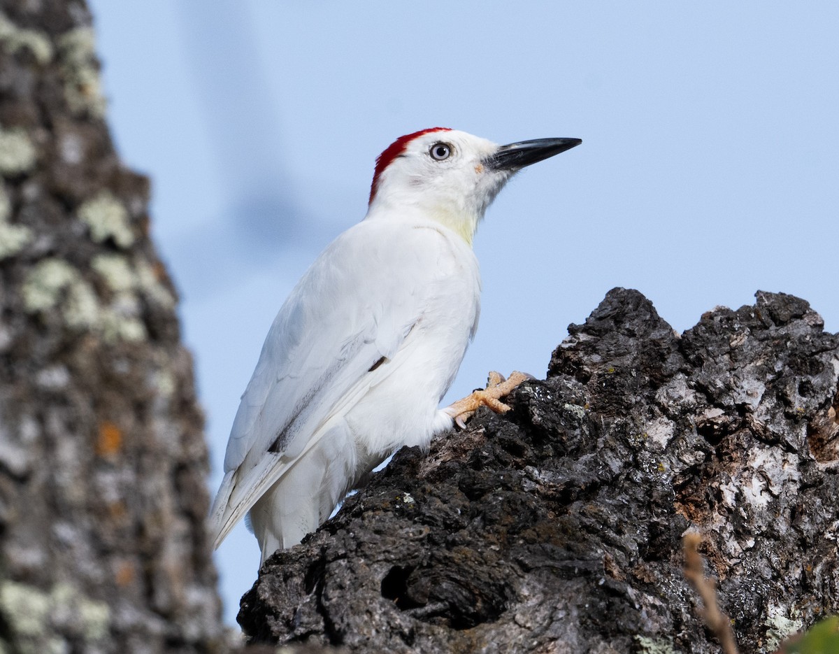 Acorn Woodpecker - ML644045562
