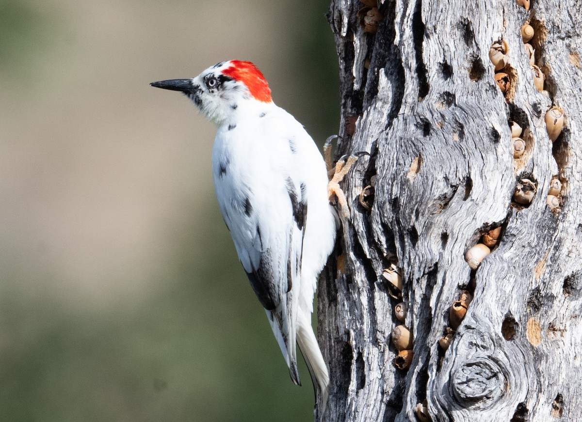 Acorn Woodpecker - ML644045563