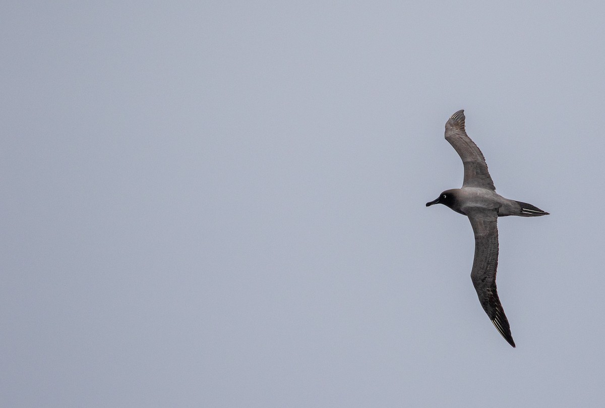 Albatros hauskara - ML644045569