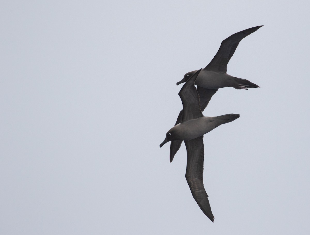 Albatros hauskara - ML644045570