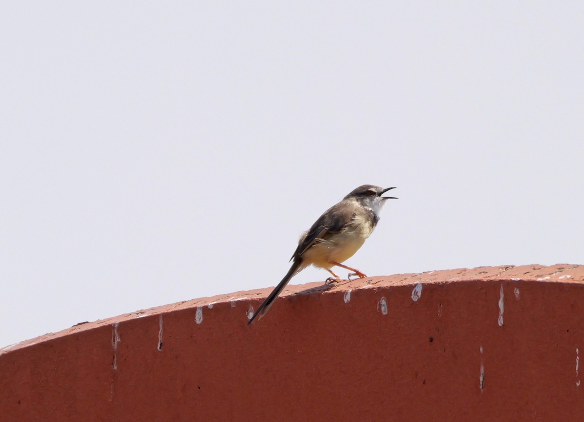 svartbrystprinia - ML644045572
