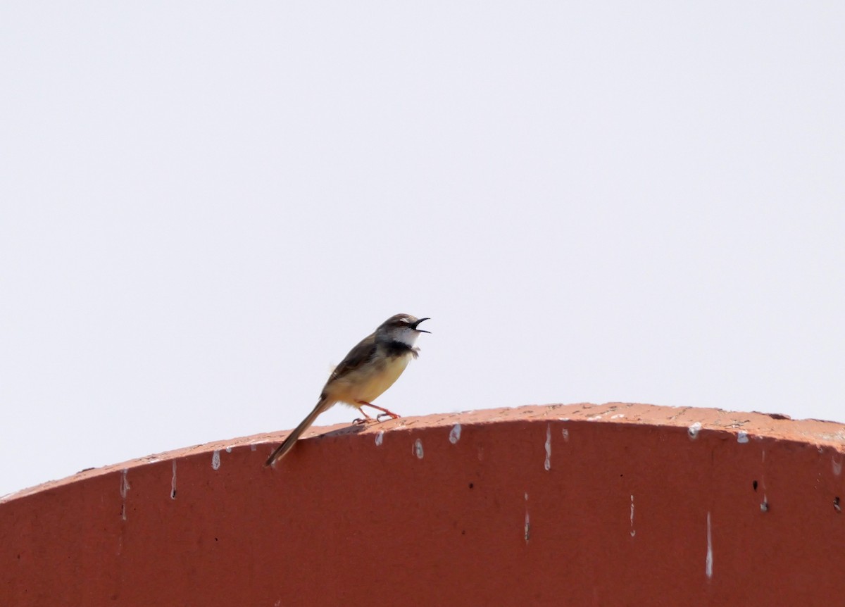 svartbrystprinia - ML644045573