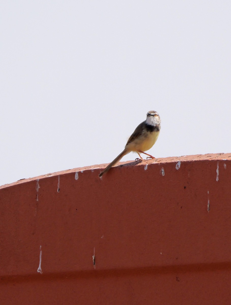 svartbrystprinia - ML644045574