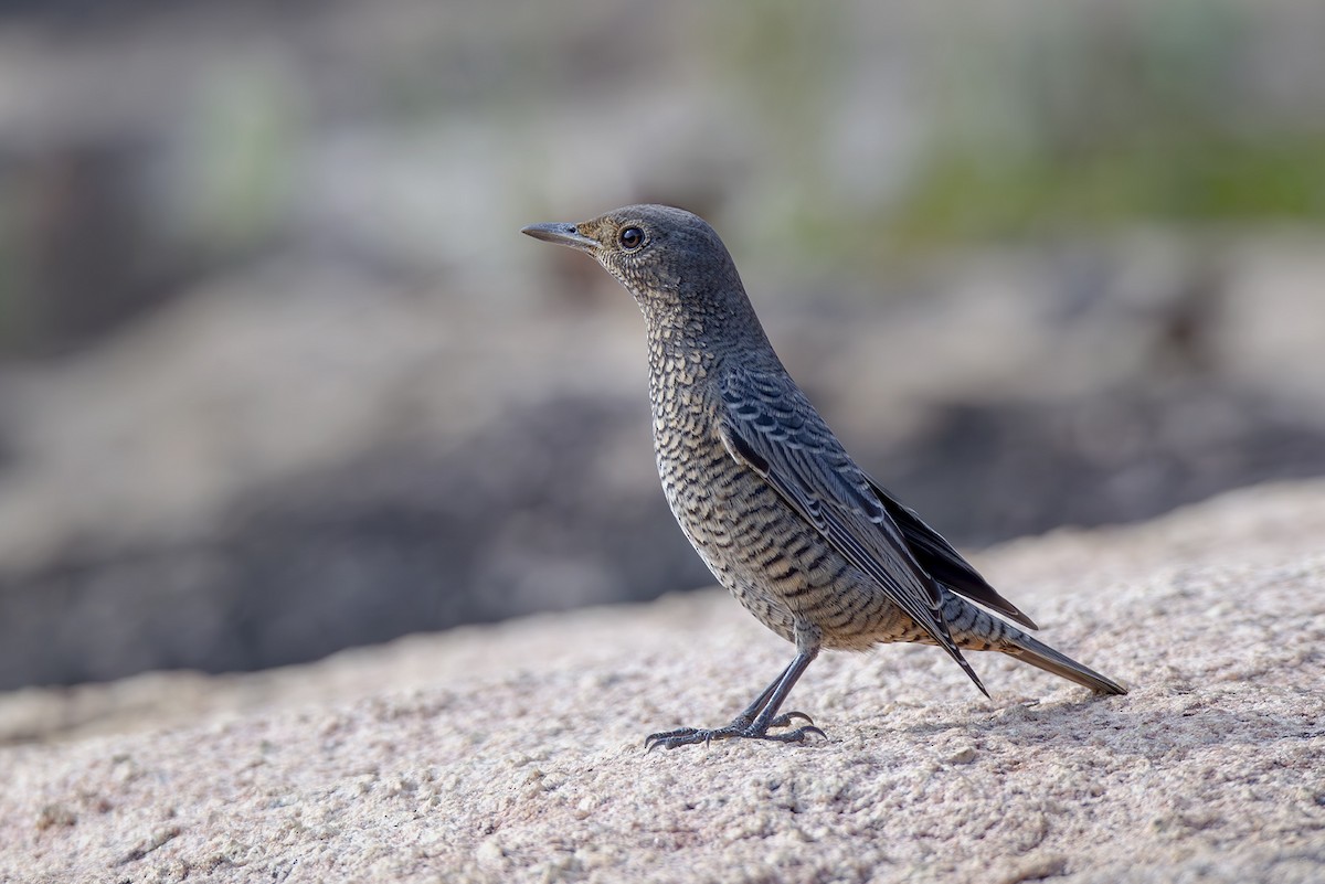 Blue Rock-Thrush (philippensis) - ML644045602