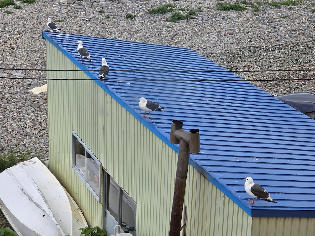 Slaty-backed Gull - ML644045610