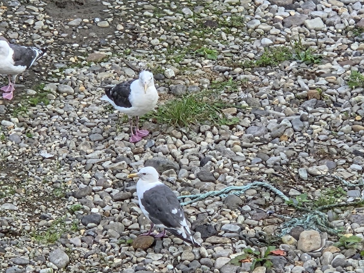 Slaty-backed Gull - ML644045612