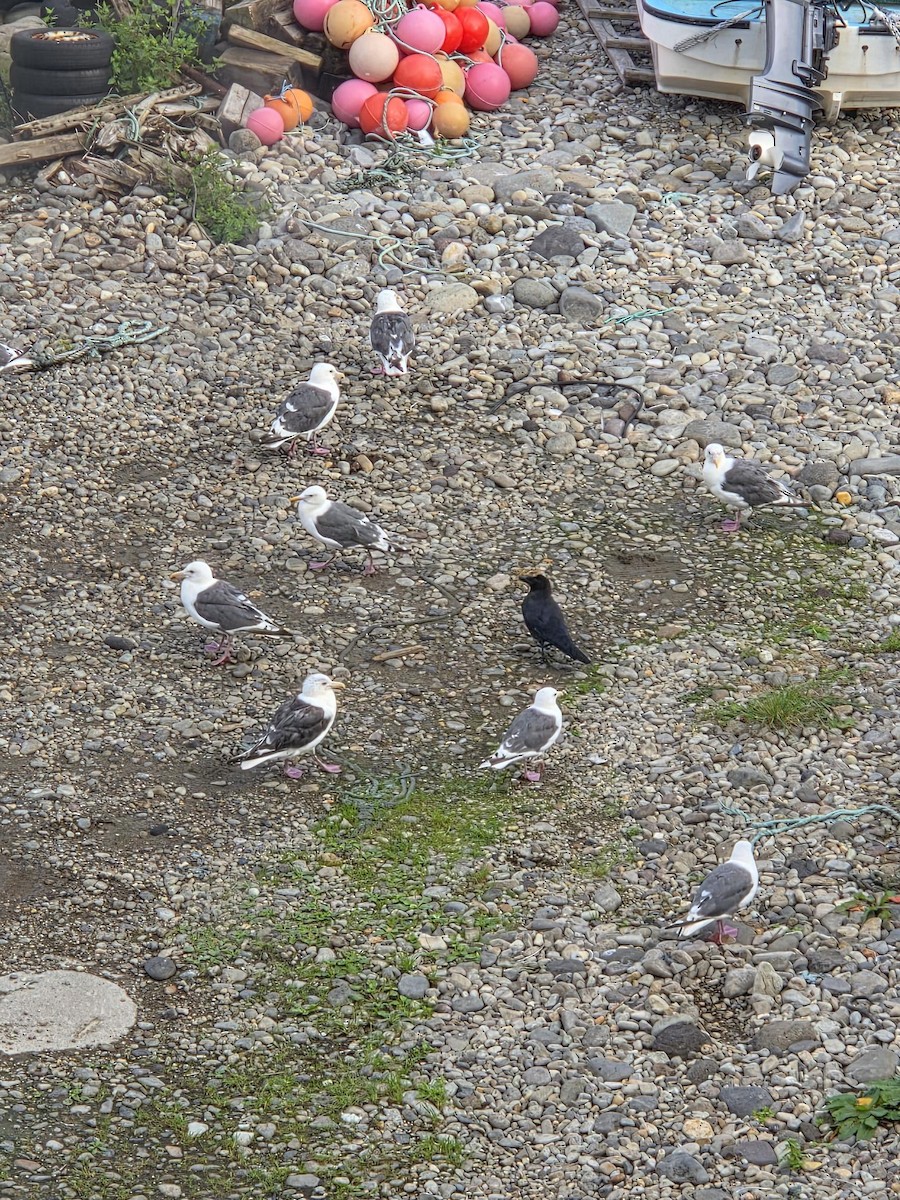 Slaty-backed Gull - ML644045613