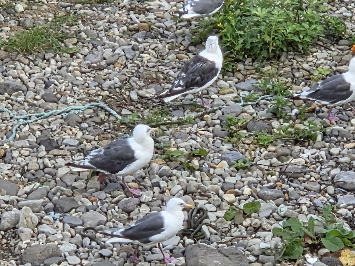 Slaty-backed Gull - ML644045614