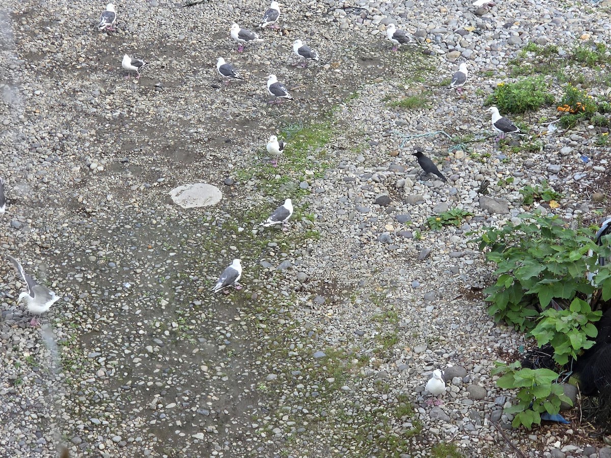 Slaty-backed Gull - ML644045615