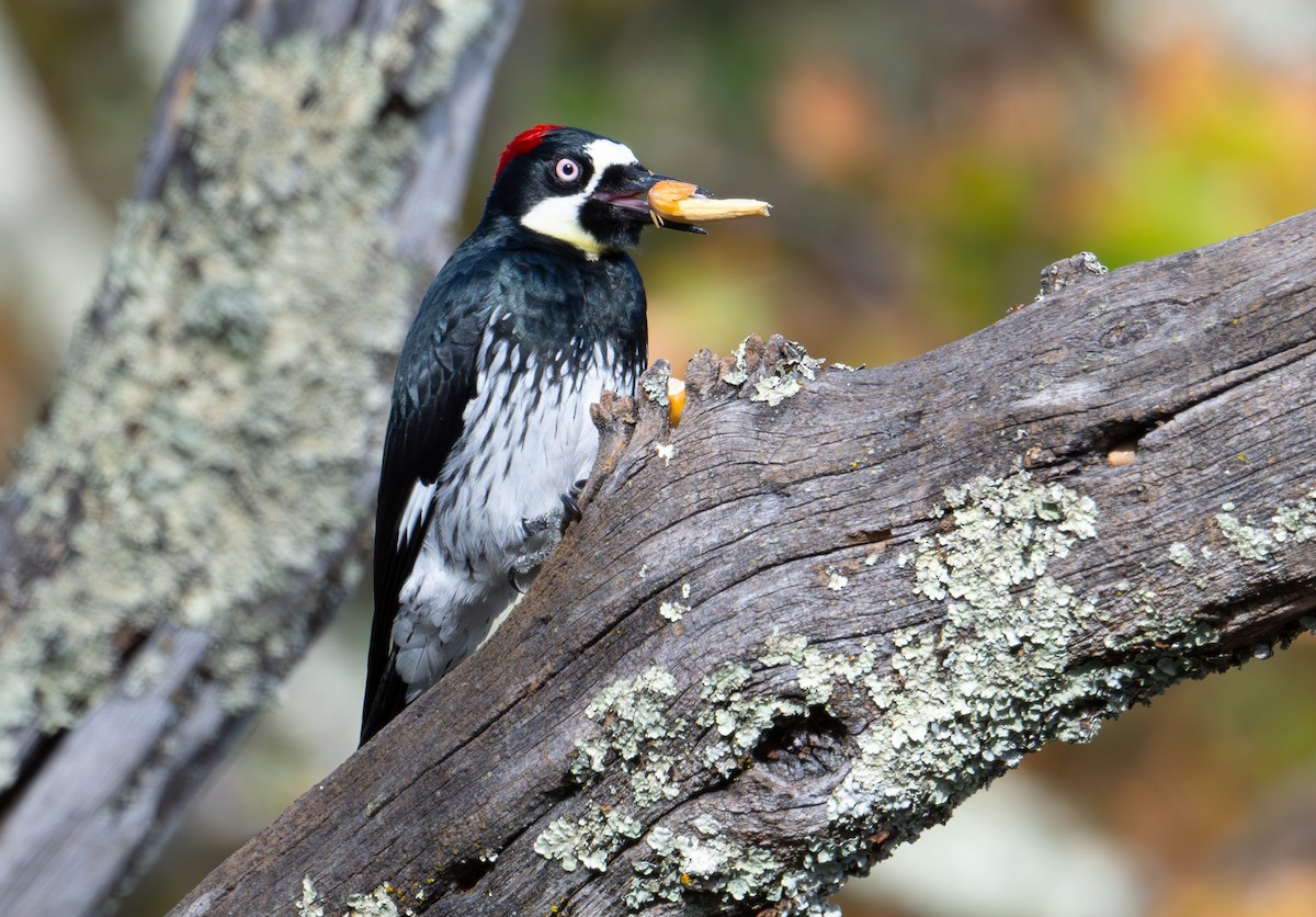 Acorn Woodpecker - ML644045627