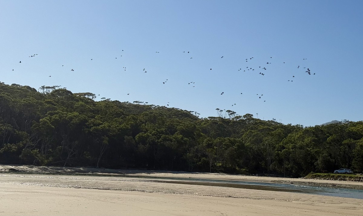 Yellow-tailed Black-Cockatoo - ML644045645