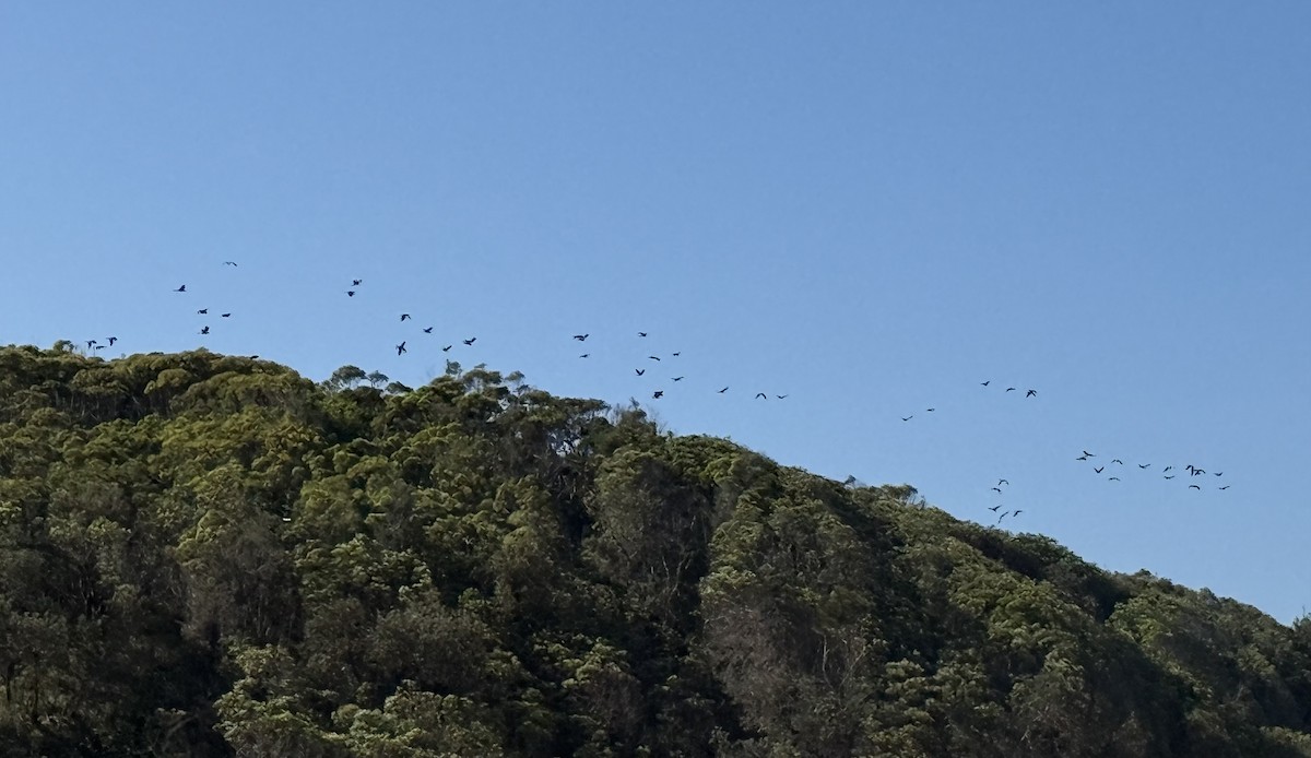 Yellow-tailed Black-Cockatoo - ML644045646