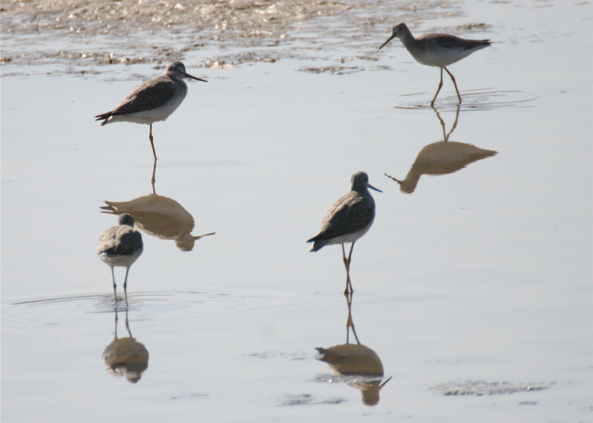 Lesser Yellowlegs - ML644045651
