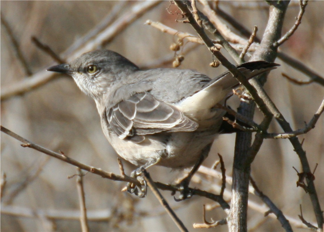 Northern Mockingbird - ML644045670