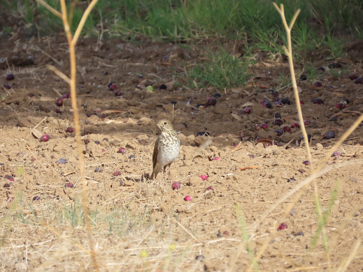 Hermit Thrush - ML644045705