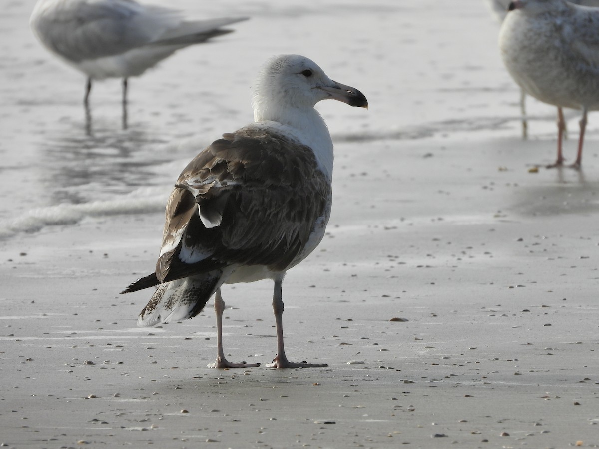 Kelp Gull - ML644045710