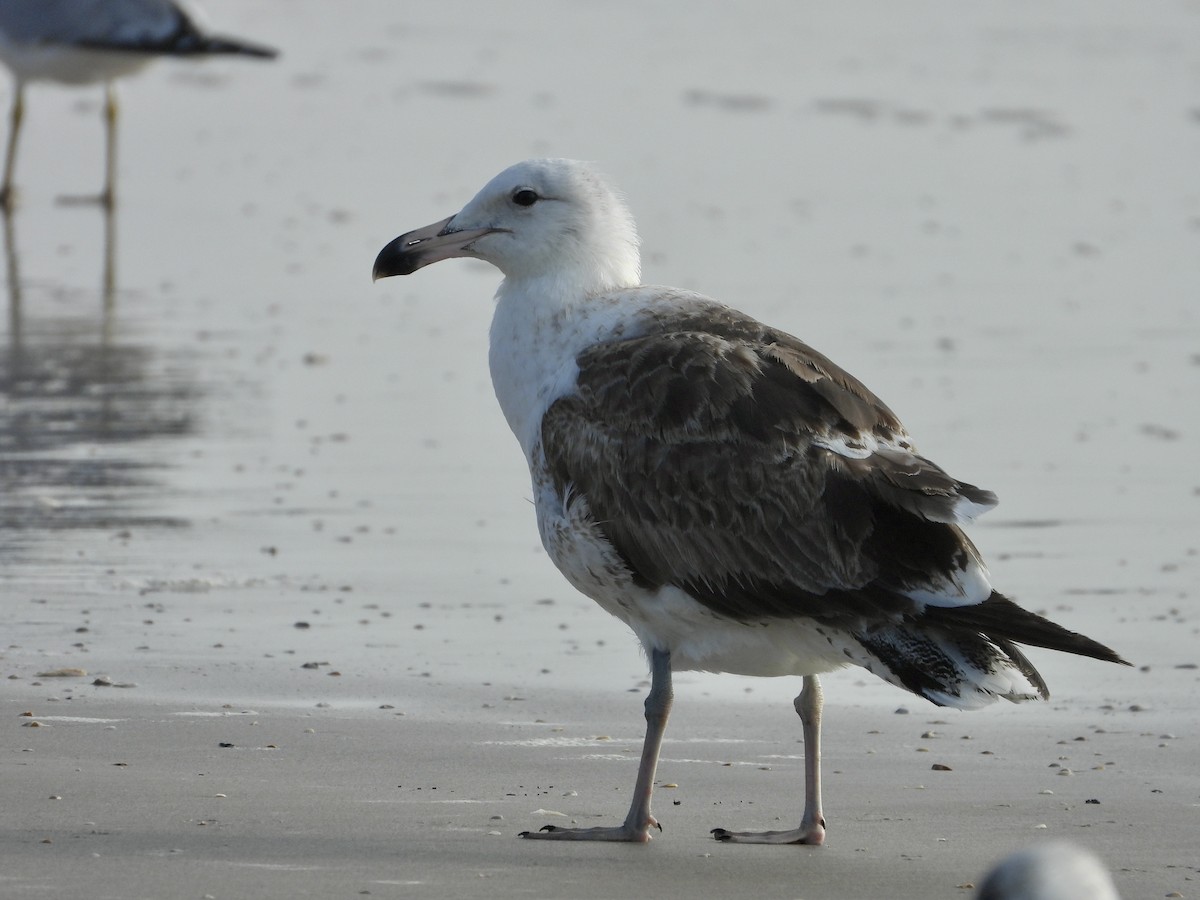 Kelp Gull - ML644045732