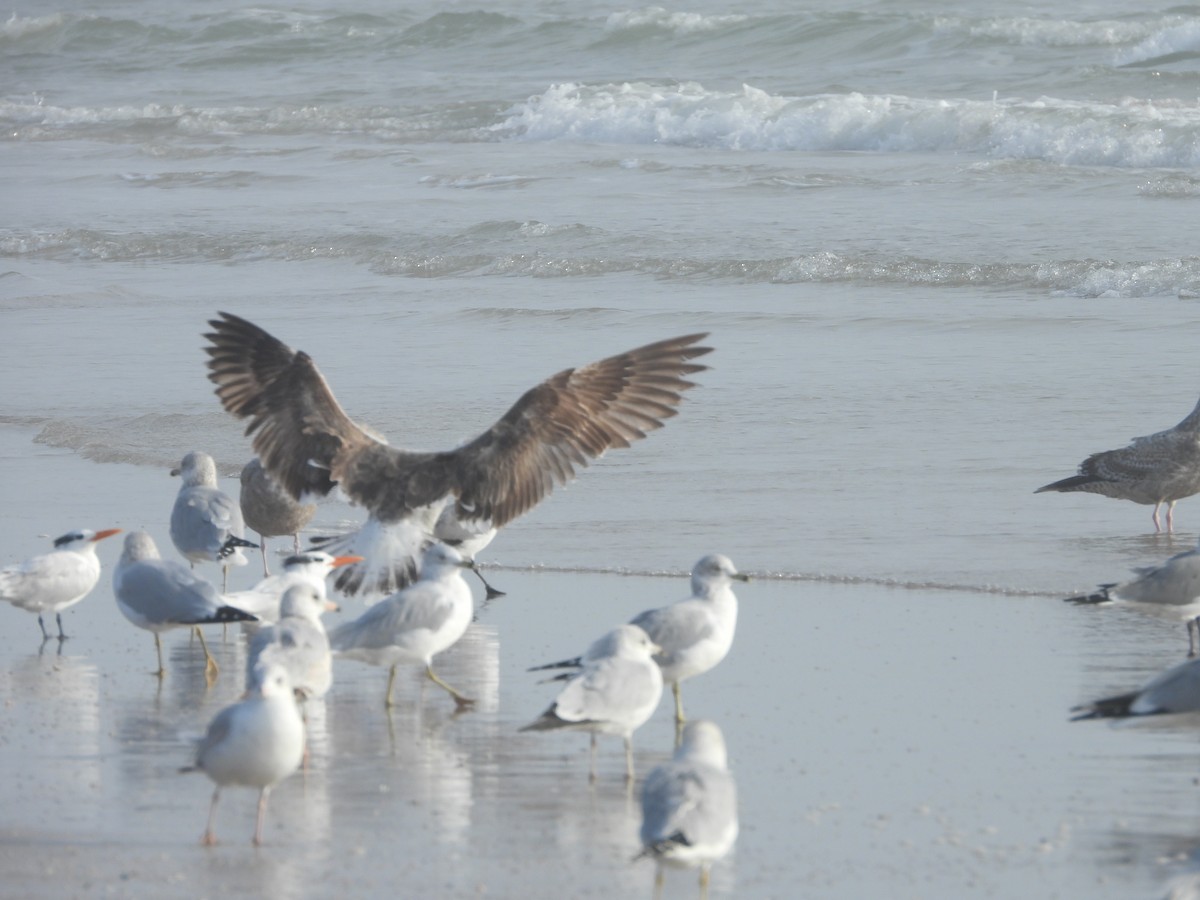 Kelp Gull - ML644045741