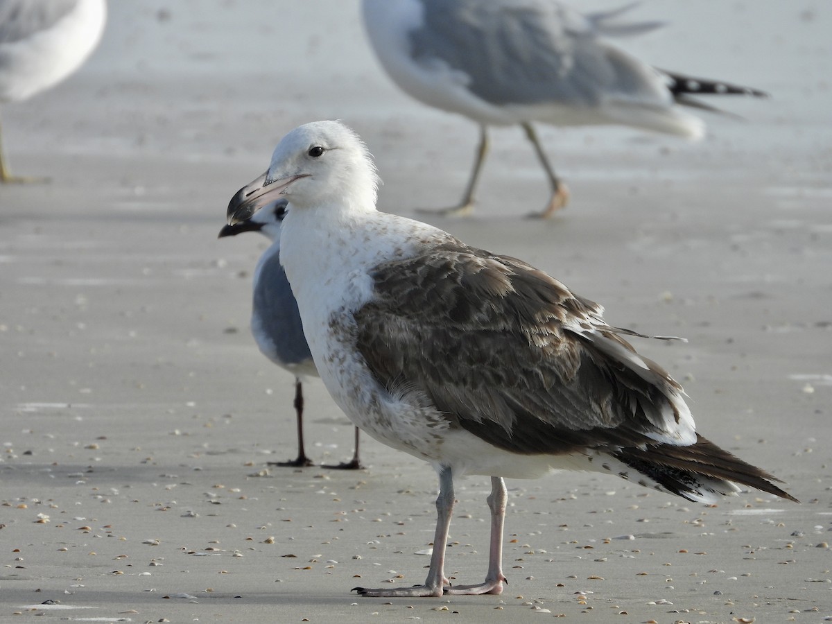 Kelp Gull - ML644045753