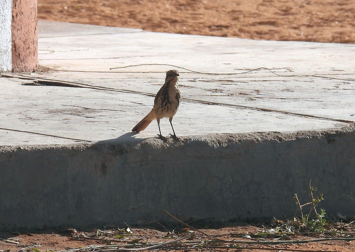 flekkpalmeskvett - ML644045762