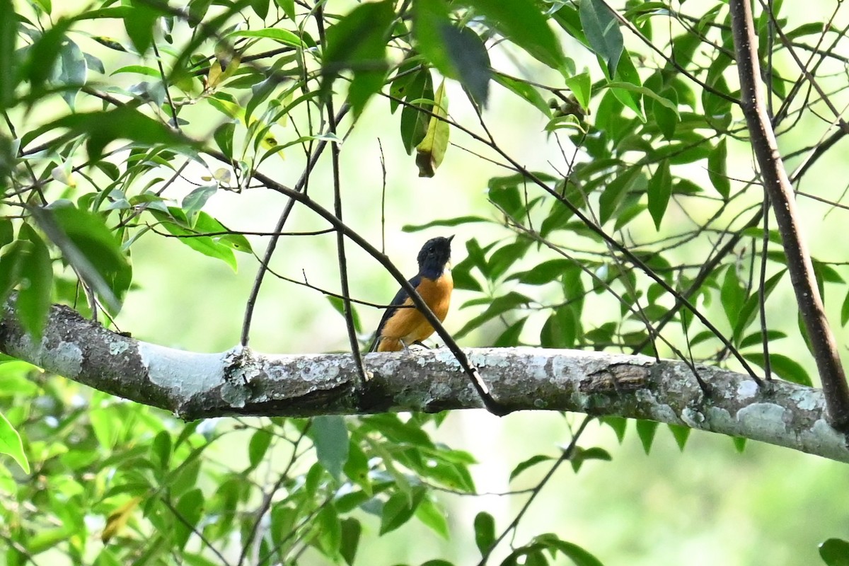 Taiwan Vivid Niltava - ML644045766