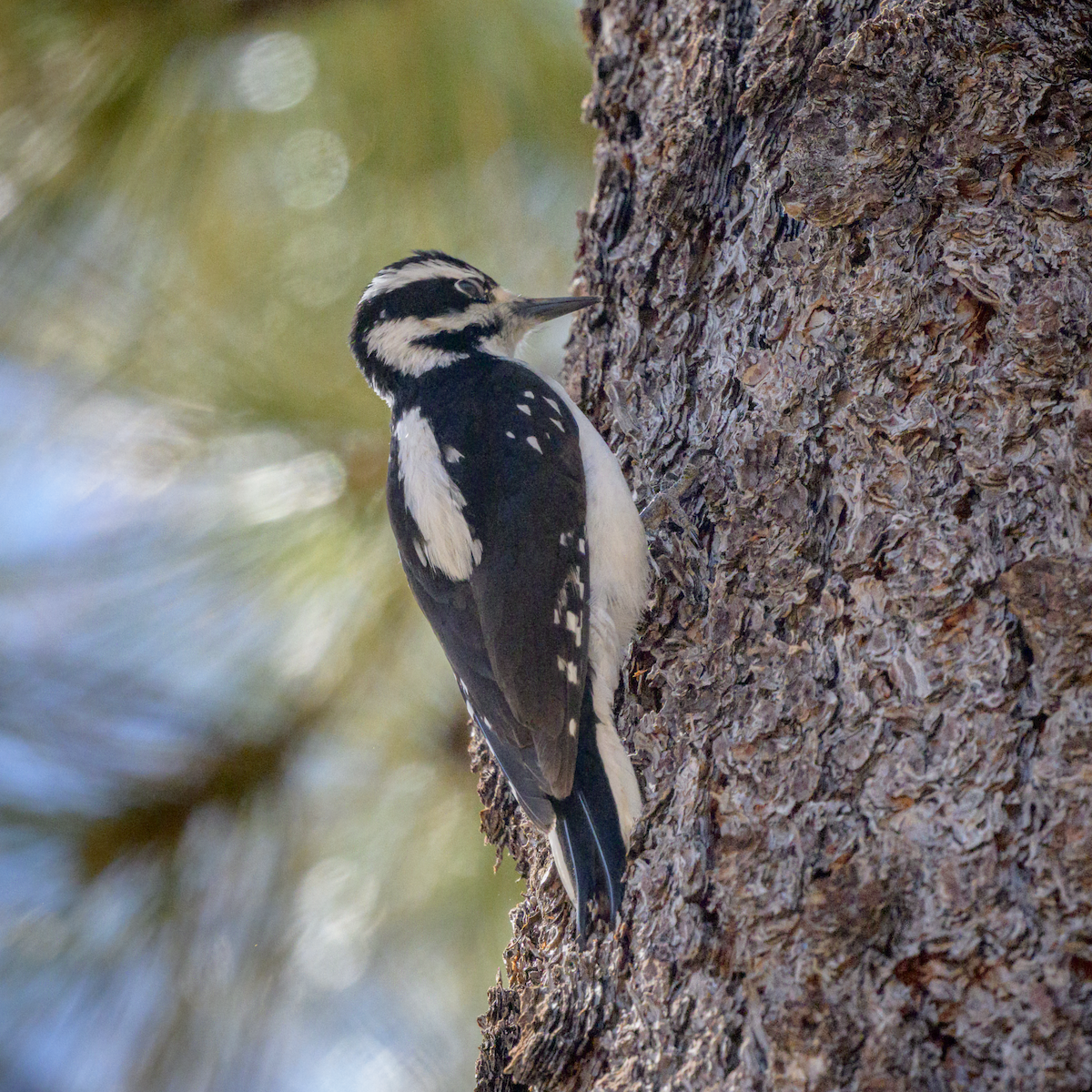 Hairy Woodpecker - ML644045767