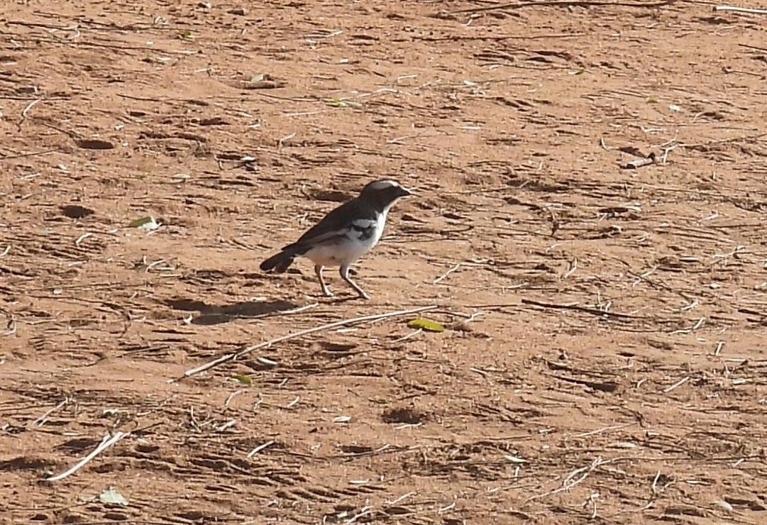 Weißbrauenweber - ML644045776