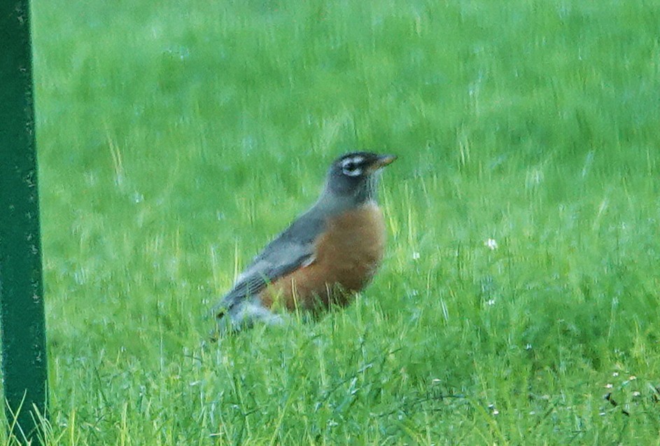 American Robin - ML644045777