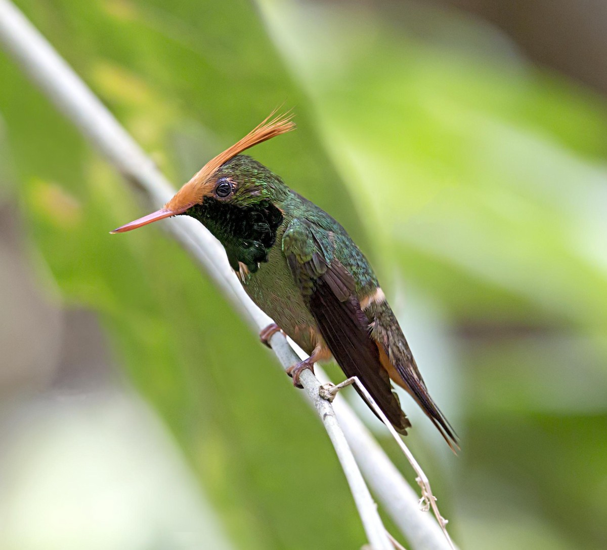 チャカザリハチドリ - ML644045779