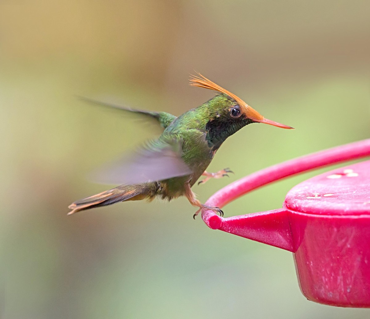 チャカザリハチドリ - ML644045780