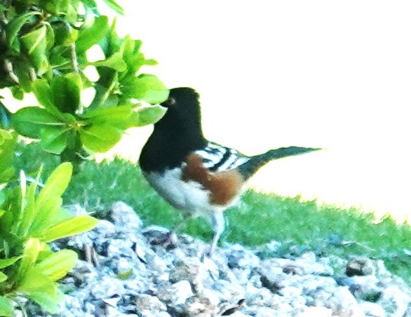 Spotted Towhee - ML644045786