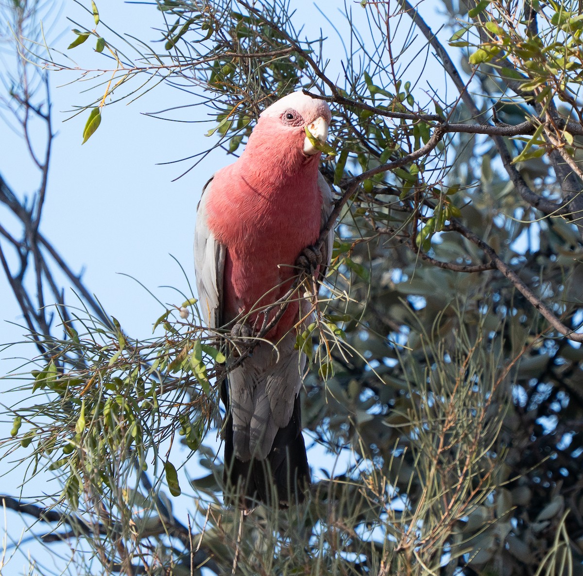 Galah - ML644045791
