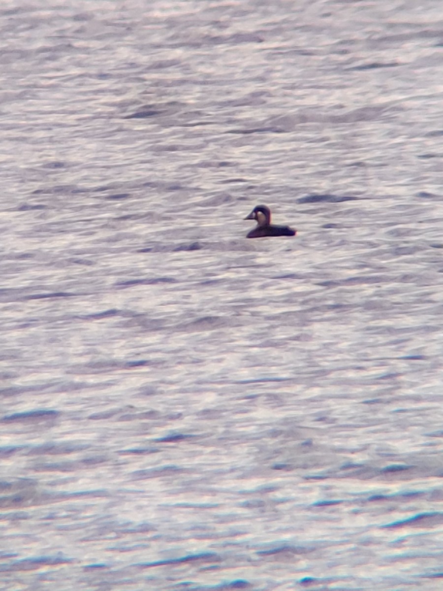 Surf Scoter - ML644045792