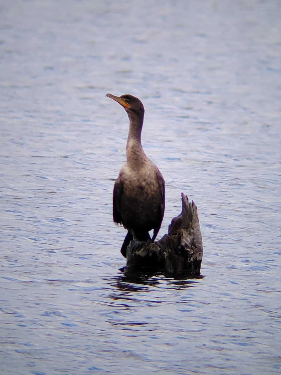 Double-crested Cormorant - ML644045795