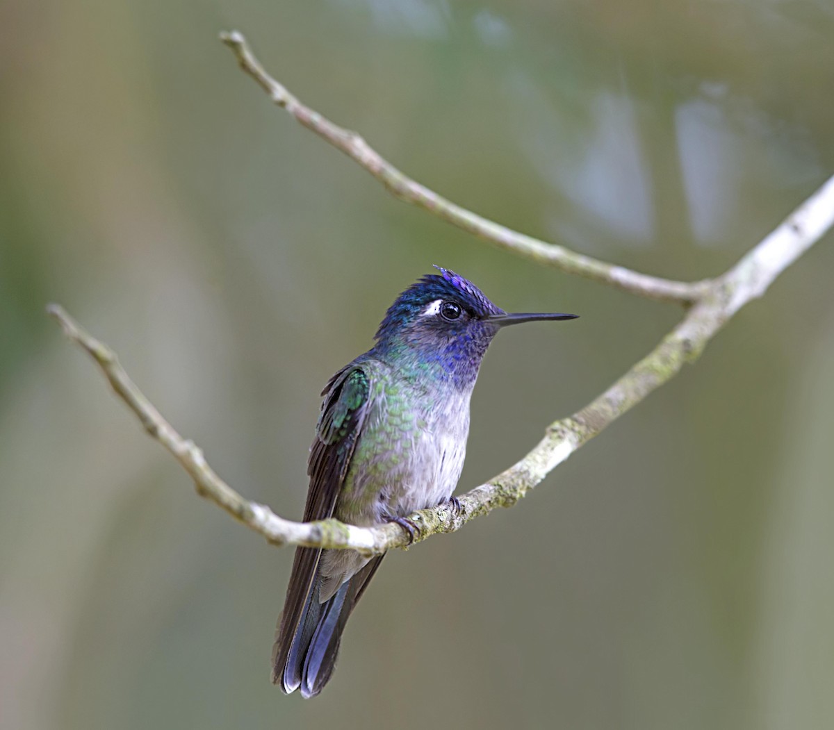 スミレガシラハチドリ - ML644045796