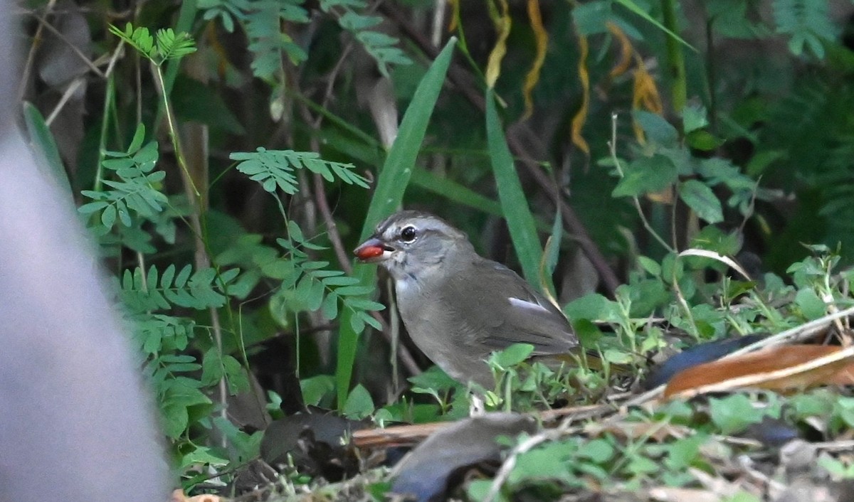 Olive Sparrow - ML644045813