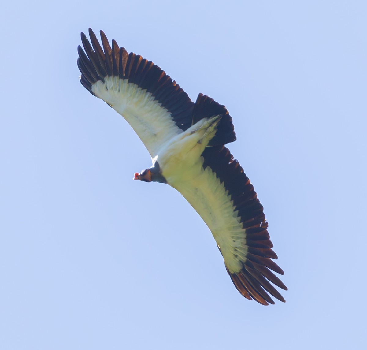 King Vulture - ML644045826