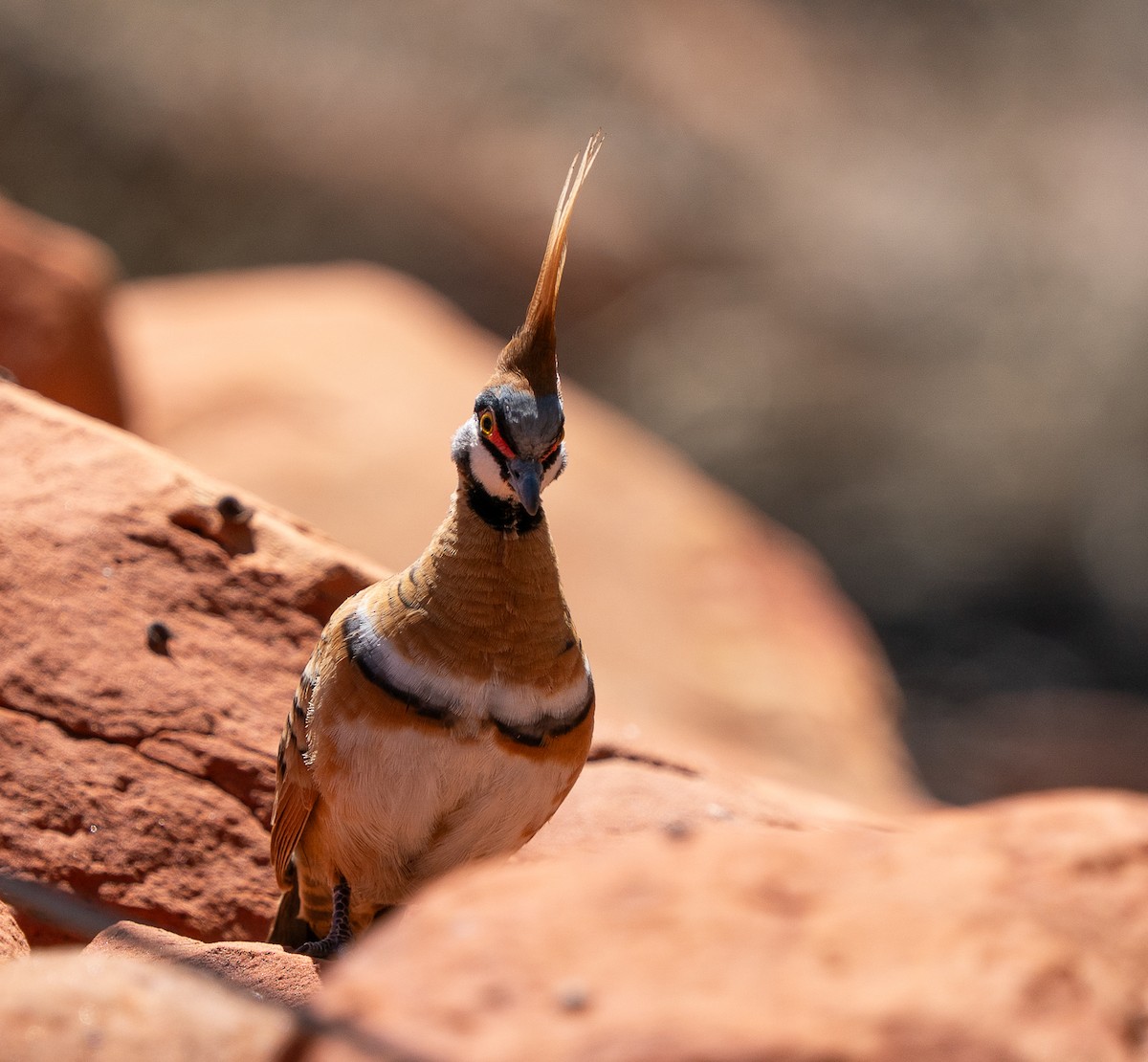 Rotschopftaube - ML644045833