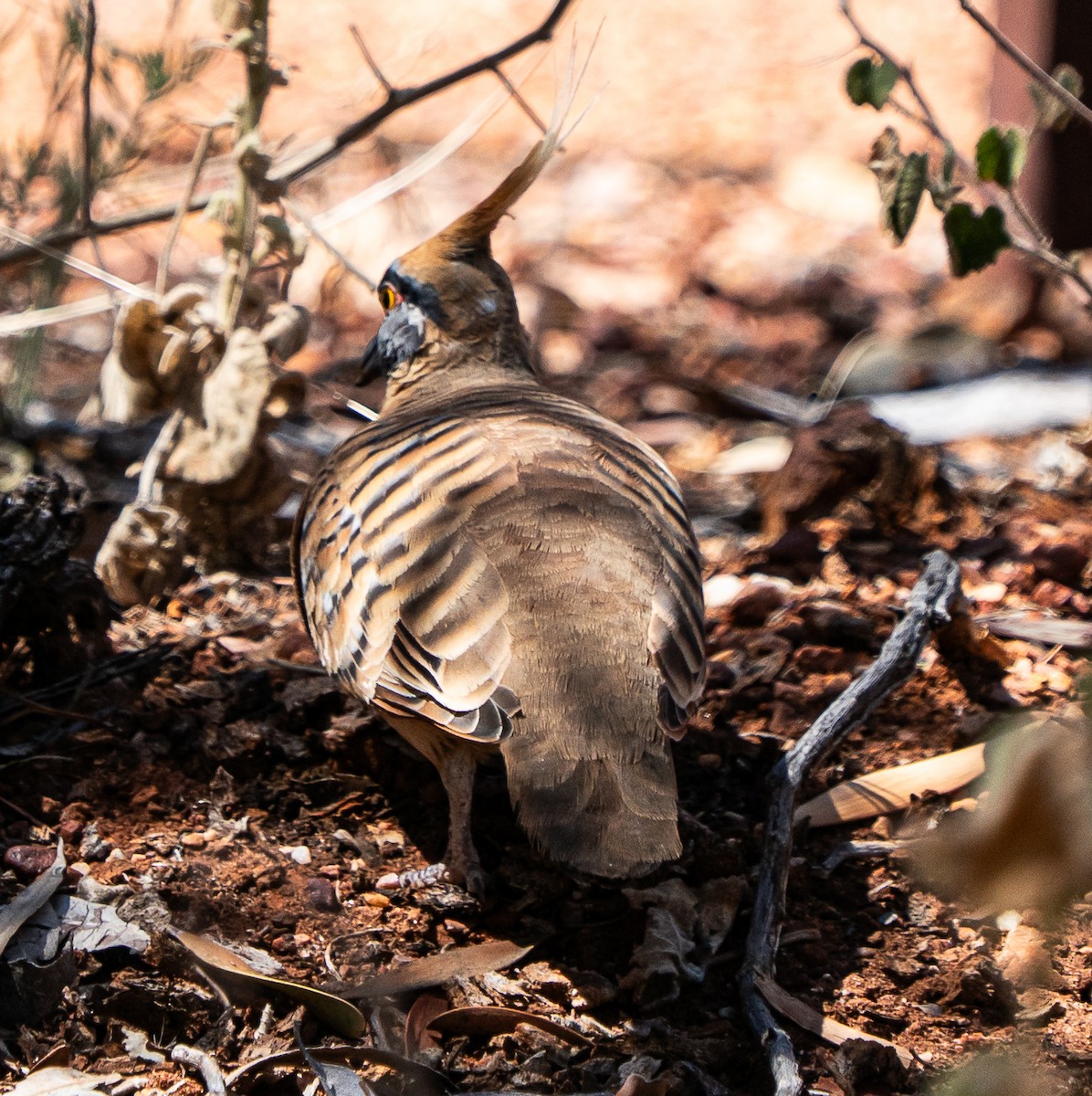 Rotschopftaube - ML644045834