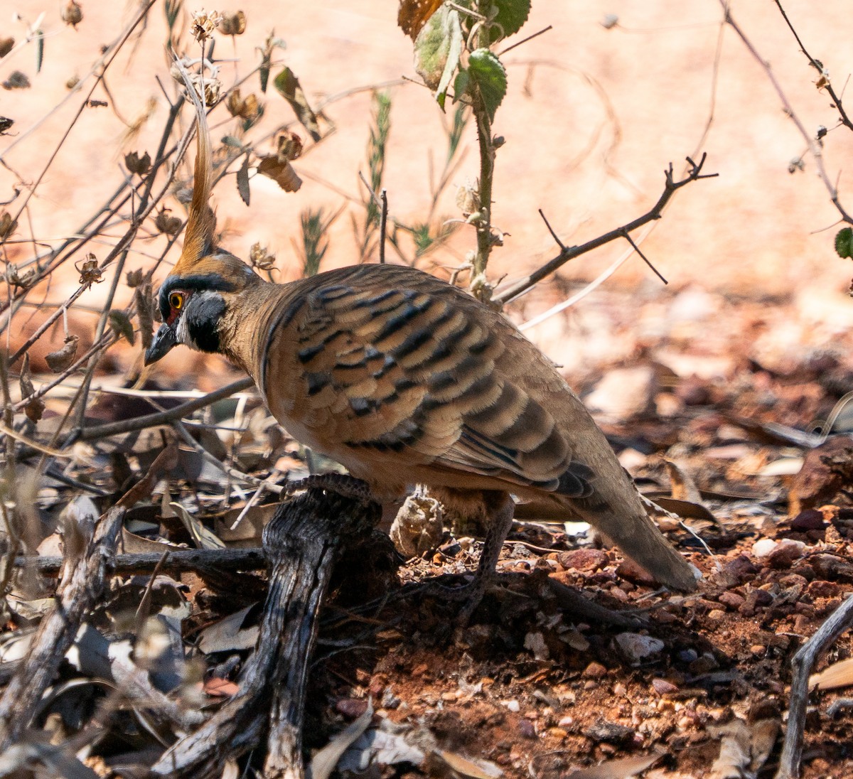 Rotschopftaube - ML644045835