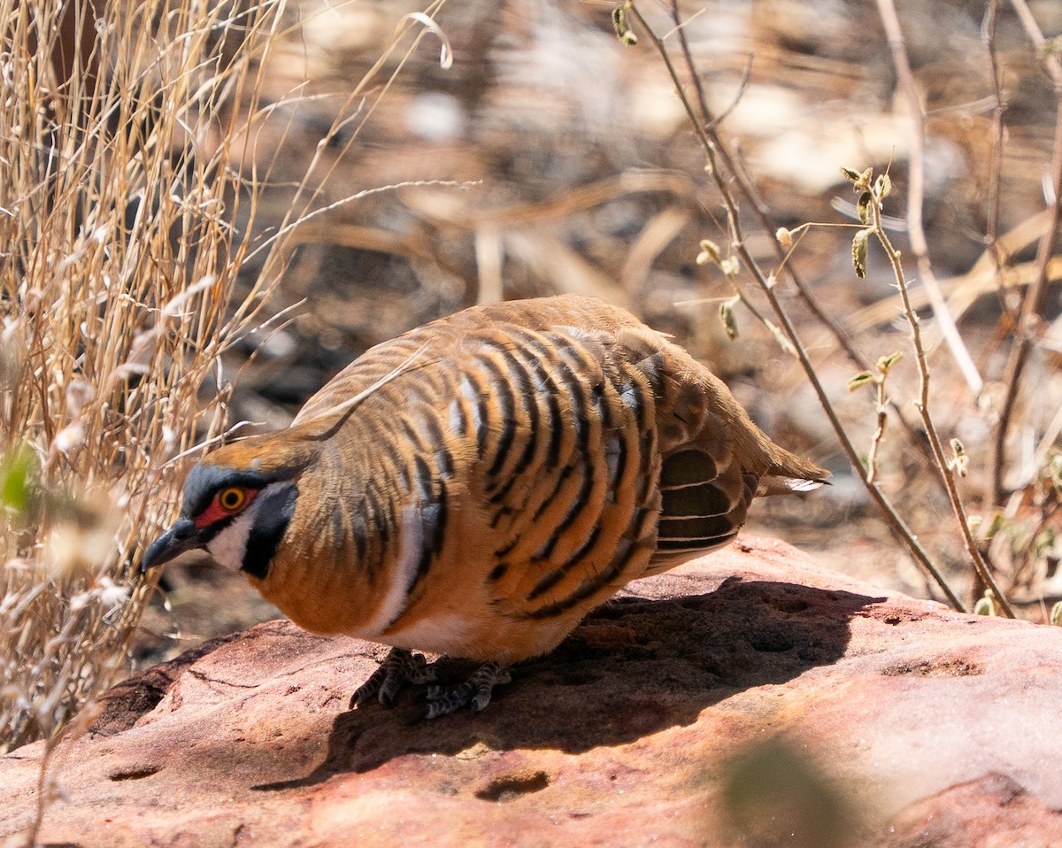 Rotschopftaube - ML644045836