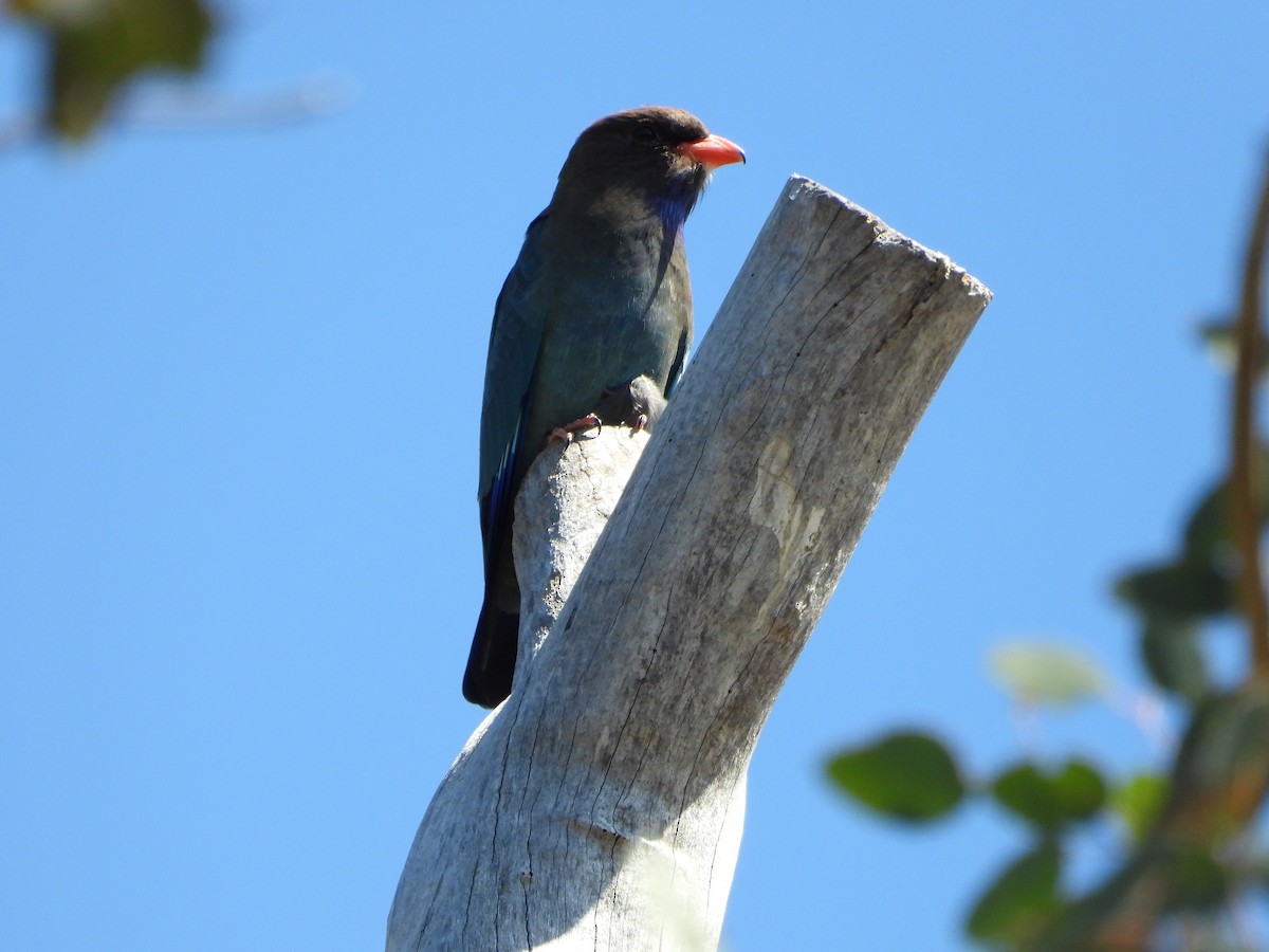 Dollarbird - ML644045844