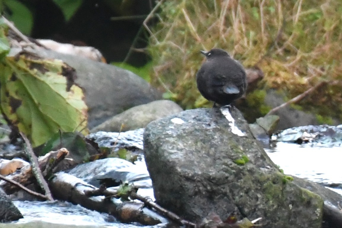 אמודאי אסייתי - ML644045854